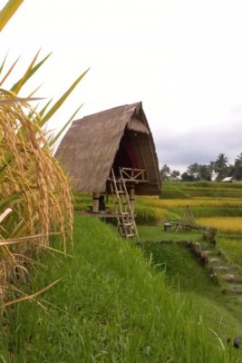 Swaha Retreat & Eco Park Ubud