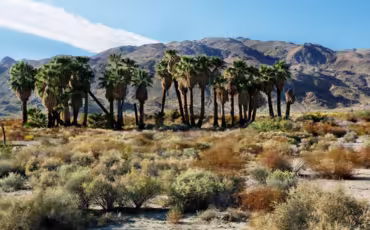 Twentynine Palms